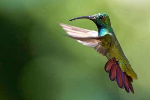 Green-breasted Mango (Anthracothorax prevostii) male flying, Peten, Guatemala