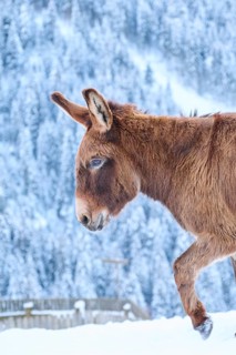 Domestic donkey (Equus asinus asinus) on a snowy meadow in the mountains in tirol, Kitzbühel,