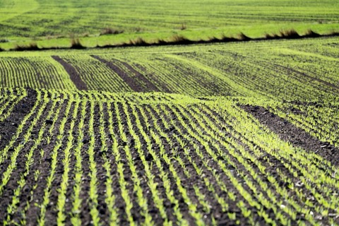 Cool-season cereals in autumn, Oberweser, Weser Uplands, Weserbergland, Hesse, Germany