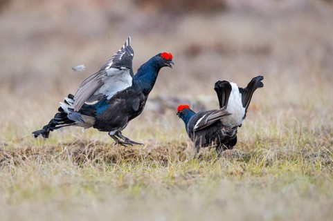 Black grouse (Lyrurus tetrix), black grouse courtship in Sweden, Fågelsjö, Gävleborgs län, Sweden