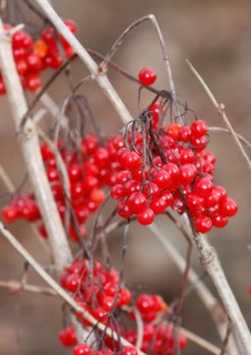 Fruits Guelder rose (Viburnum opulus), in winter, North Rhine-Westphalia, Germany