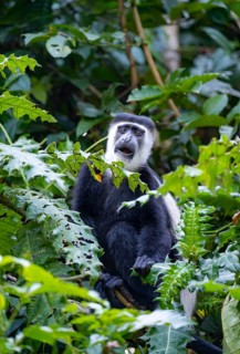 West African guereza or mantelaffe (Colobus guereza occidentalis) eating leaves, Bigodi, Western