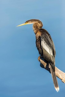 Anhinga (Anhinga anhinga) perched on a branch, Florida, USA