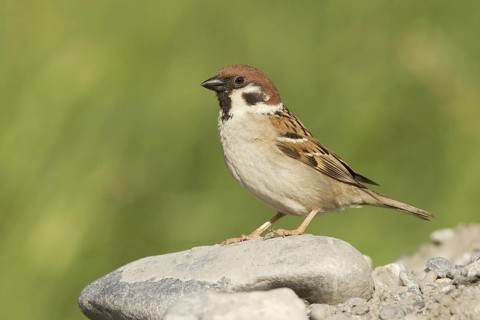Eurasian Tree Sparrow (Passer montanus), Grisons, Switzerland