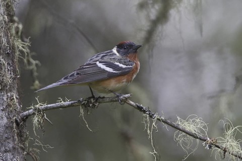 Bay-breasted Warbler (Setophaga castanea), Manitoba, Canada