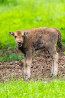 European bison (Bison bonasus) youngster on a meadow in summer, Bavarian Forest, Germany