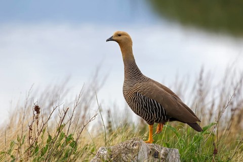 Magellangans (Chloephaga picta) Weibchen auf dem Beobachtungsposten