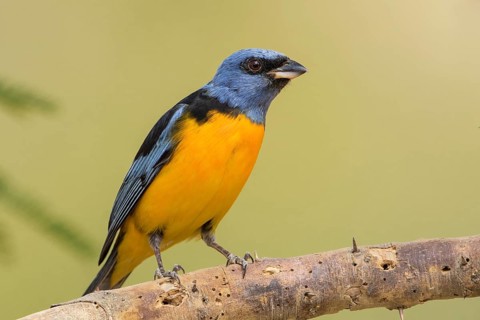 Blue-and-yellow Tanager (Thraupis bonariensis) male perched on a branch, Bolivia