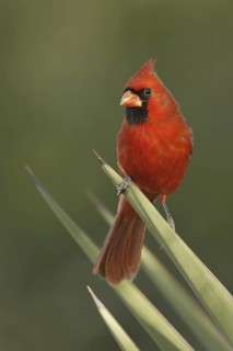 Northern Cardinal (Cardinalis cardinalis), Texas, USA
