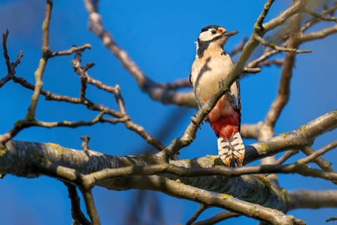 Great spotted woodpecker (Dendrocopos major) in a walnut tree, Baden-Württemberg, Germany
