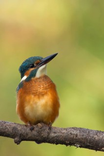 Common Kingfisher (Alcedo atthis) juvenile female, Utrecht, Netherlands