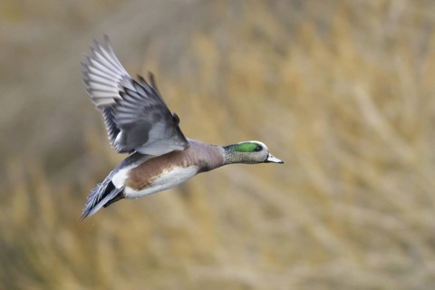 American Wigeon (Mareca americana) male flying, British Columbia, Canada