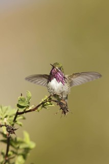 Calliope Hummingbird (Selasphorus calliope) male, California, USA