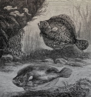 Turbot and Catfish