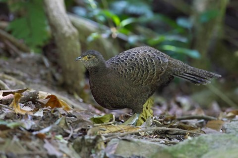 Grey Peacock-Pheasant (Polyplectron bicalcaratum) female, Thailand