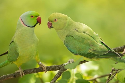 Rose-ringed Parakeet (Psittacula krameri) pair, Baden-Wuerttemberg, Germany