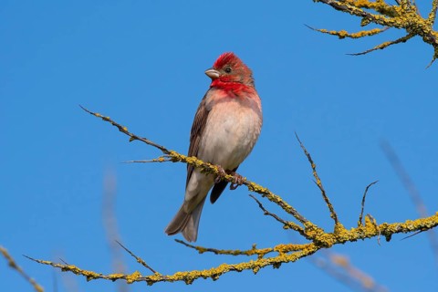 Common Rosefinch (Carpodacus erythrinus) male, Mecklenburg-Western Pomerania, Germany