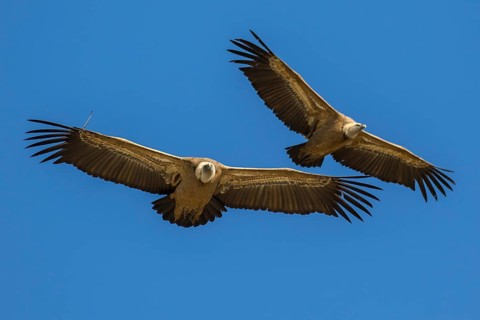 Griffon Vulture (Gyps fulvus) flying, Spain