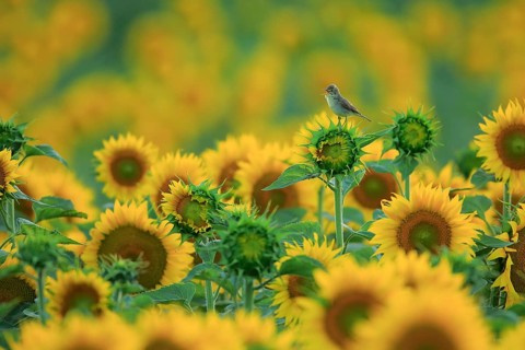 Melodious Warbler (Hippolais polyglotta) singing on sunflower, Spain