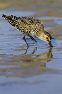 Dunlin (Calidris alpina), Andalusia, Spain