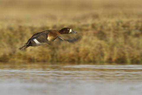 Greater Scaup (Aythya marila) female flying, Manitoba, Canada