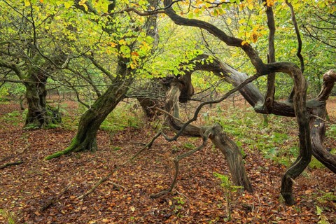 Old, gnarled trees in the Urwald Baumweg nature reserve in autumn, Emstek, Lower Saxony, Germany
