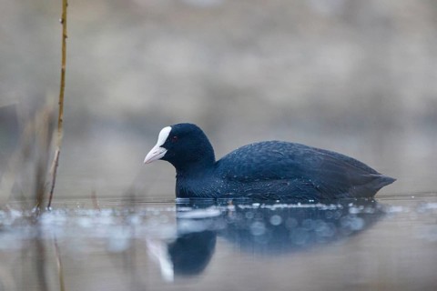Eurasian Coot (Fulica atra), North Rhine-Westphalia, Germany