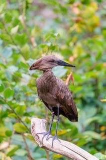 A hamerkop (Scopus umbretta) stands on a branch of a tree. Green vegetation can be seen in the