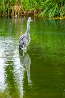 Grey heron (Ardea cinerea) standing in a little lake, Bavaria, Germany