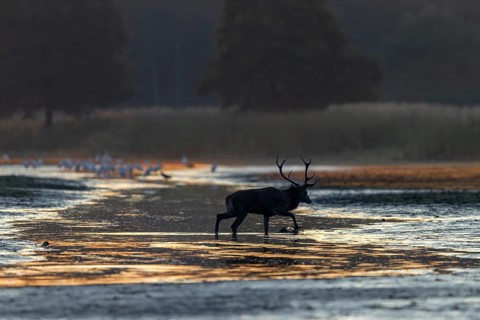After a few minutes the red deer (Cervus elaphus) returns, probably just to make sure that the