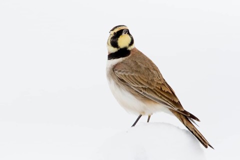 Temminck's Lark (Eremophila bilopha), Morocco