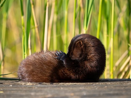 A mink grooming its fur