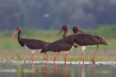 Black Stork (Ciconia nigra) group foraging, Tiszaalpár, Hungary