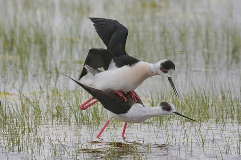 Stelzenläufer (Himantopus himantopus) Black-winged Stilt