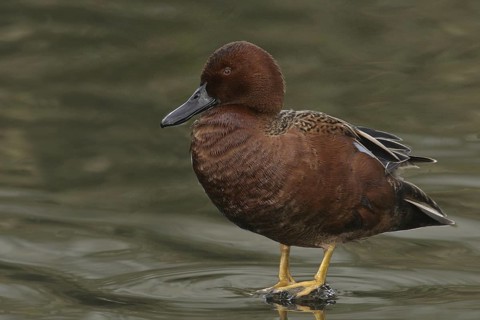 Cinnamon Teal (Spatula cyanoptera) male, California, USA