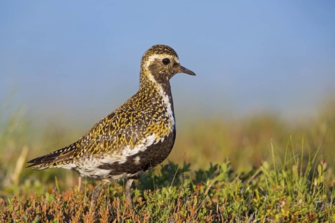 Golden plover, (Pluvialis apricaria), Charadrius apricaria, animals, birds, plover, plover family,