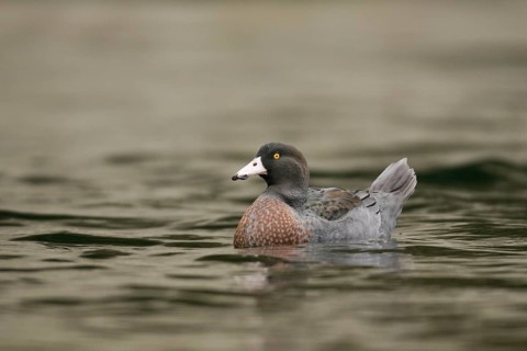 Blue Duck (Hymenolaimus malacorhynchos), New Zealand