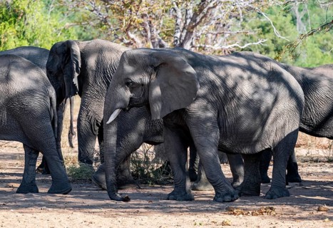 Herd of African elephants (Loxodonta africana), desert elephants, riverbed of the Ugab River,