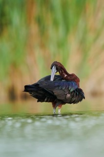 Glossy ibis (Plegadis falcinellus) cleaning its feathers in the water, Camargue, France