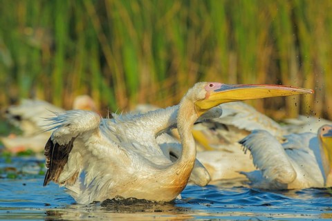 Great White Pelican (Pelecanus onocrotalus) group, Danube-Delta, Romania