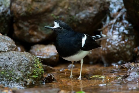 White-crowned Forktail (Enicurus leschenaulti), Thailand