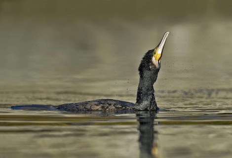 Great Cormorant (Phalacrocorax carbo), Piedmont, Italy