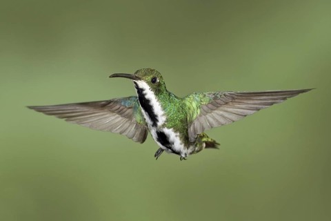 Black-throated Mango (Anthracothorax nigricollis), Trinidad and Tobago