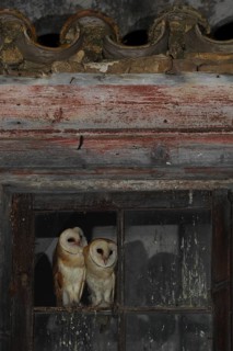 Western Barn Owl (Tyto alba) pair, Andalusia, Spain