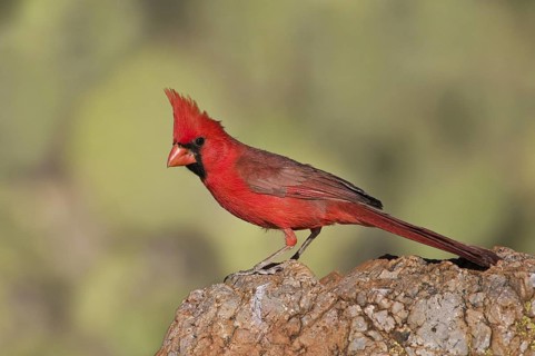 Northern Cardinal (Cardinalis cardinalis), Arizona, USA