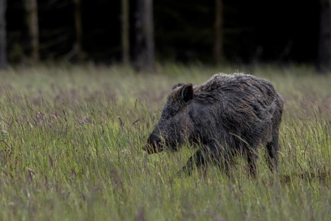 A wild boar (Sus scrofa) looking for food in a forest meadow in the early evening, defensive, June,