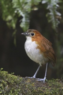White-bellied Antpitta (Grallaria hypoleuca), Ecuador