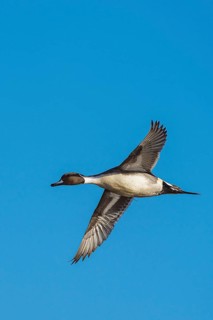 Northern Pintail, Anas acuta, male in flight over winter marshes