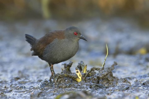 Spotless Crake (Porzana tabuensis), Victoria, Australia
