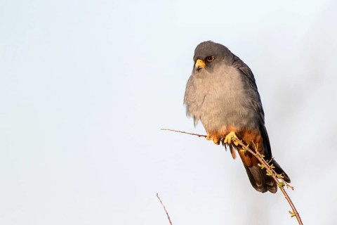 Red-footed Falcon (Falco vespertinus) adult male perched on a twig, Romania